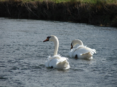 River Wylye Swans